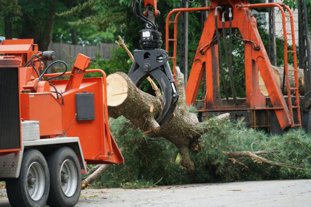 How Our Tree Care Process Works  in  Osceola Mills, PA